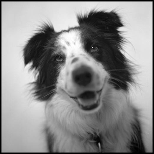 The Happy Dog